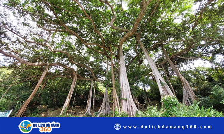 Cây đa nghìn năm Đà Nẵng